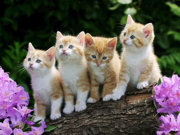 cats, Animals, Kittens, Pink, Flowers HD Wallpaper Desktop Background