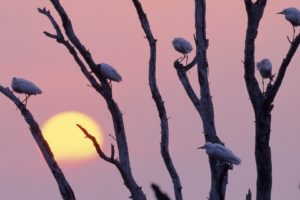 sunset, Birds, Texas, Branches, Egrets