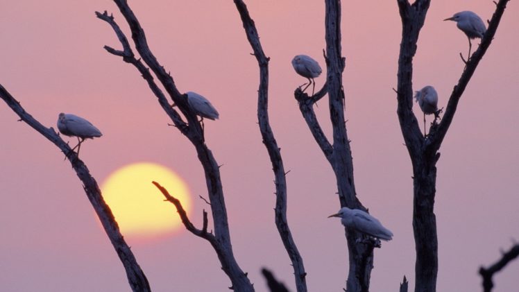 sunset, Birds, Texas, Branches, Egrets HD Wallpaper Desktop Background