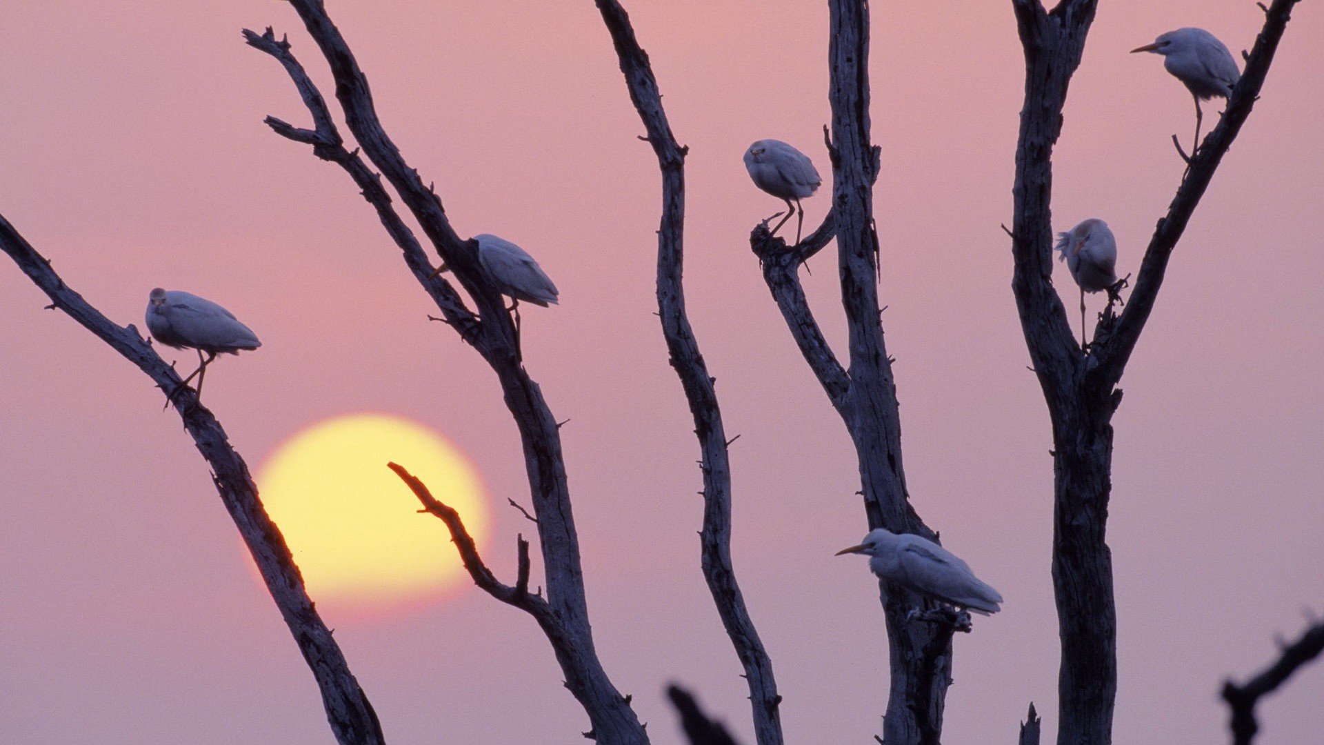 sunset, Birds, Texas, Branches, Egrets Wallpaper