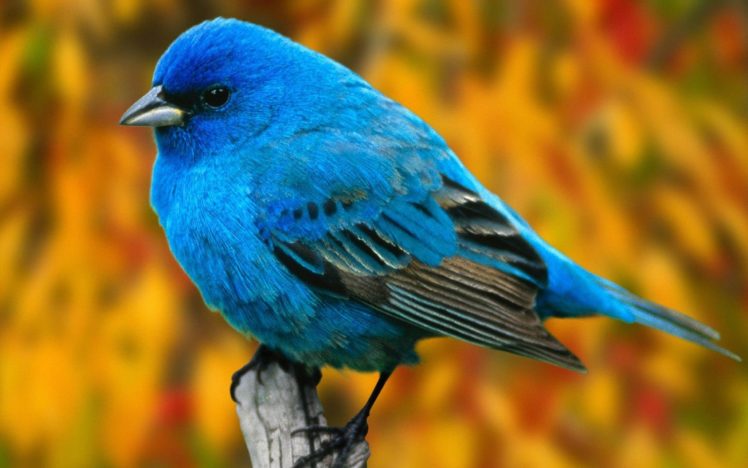 birds, Animals, Branches, Bluebirds HD Wallpaper Desktop Background