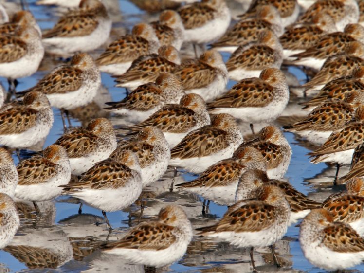 birds, Flock, Alaska, Sand, Piper HD Wallpaper Desktop Background