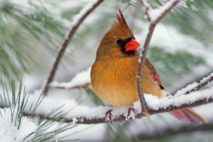 snow, Birds, Animals, Branches, Northern, Cardinal