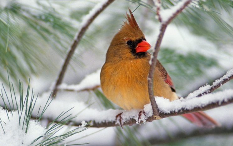 snow, Birds, Animals, Branches, Northern, Cardinal HD Wallpaper Desktop Background