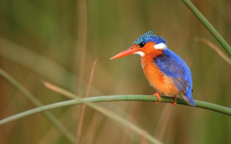 birds, Animals, Kingfisher HD Wallpaper Desktop Background