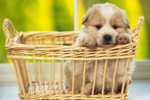 animals, Dogs, Puppies, Baskets, Pets