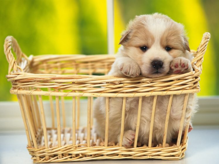 animals, Dogs, Puppies, Baskets, Pets HD Wallpaper Desktop Background