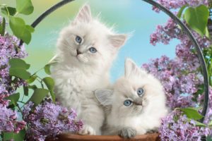 cats, Blue, Eyes, Blossoms