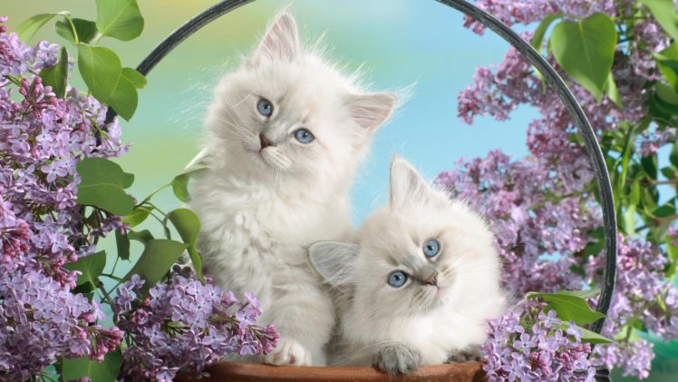cats, Blue, Eyes, Blossoms HD Wallpaper Desktop Background