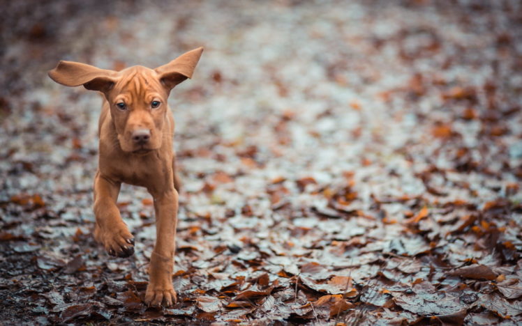 animals, Dogs, Puppy, Canine, Humor, Funny, Cute, Ears, Autumn, Fall, Leaves, Wet, Rain HD Wallpaper Desktop Background