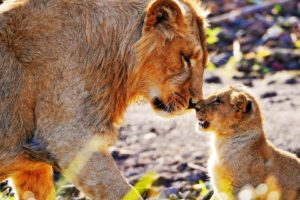 animals, Cats, Lions, Cubs, Babies, Fur, Whiskers, Africa