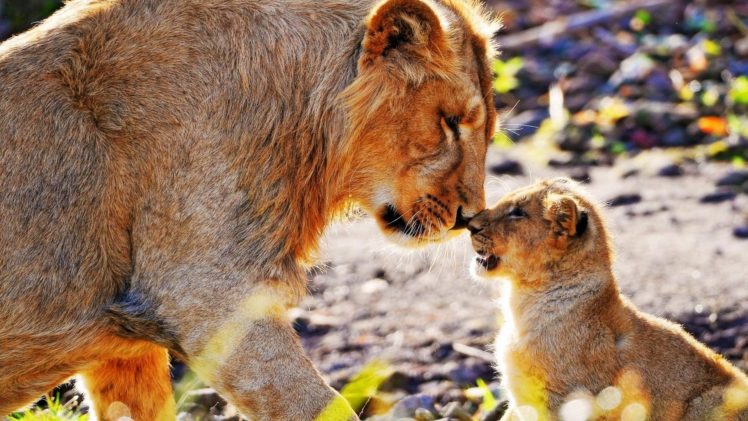 animals, Cats, Lions, Cubs, Babies, Fur, Whiskers, Africa HD Wallpaper Desktop Background
