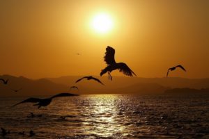 animals, Birds, Nature, Seascape, Wings, Sunset, Sunrise, Sun, Water, Reflection, Flight, Fly, Gull, Scenic, Wildlife