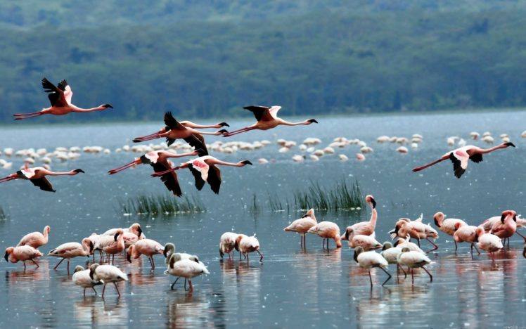 flamingo, Animals, Birds, Color, Flight, Fly, Wings, Nature, Lakes, Water, Grass, Shore HD Wallpaper Desktop Background