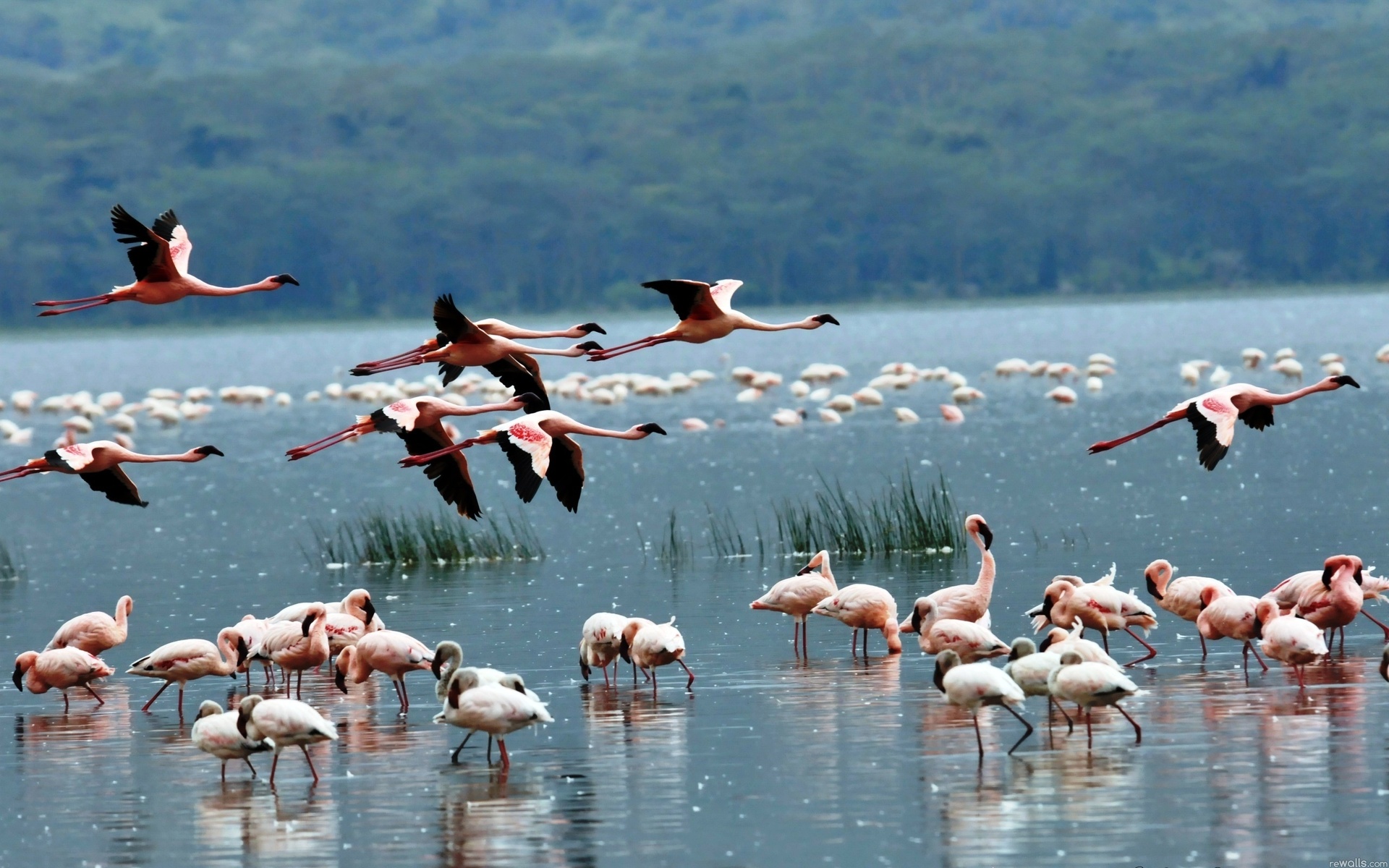 flamingo, Animals, Birds, Color, Flight, Fly, Wings, Nature, Lakes, Water, Grass, Shore Wallpaper