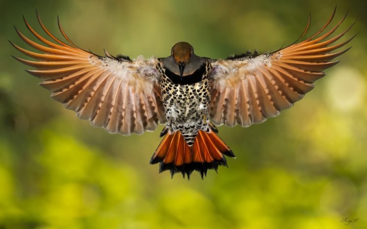 animals, Birds, Wings, Feathers, Flight, Fly, Macro, Motion HD Wallpaper Desktop Background