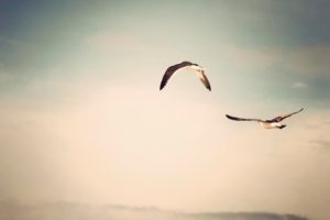flying, Birds, Grayscale, Seagulls, Skyscapes