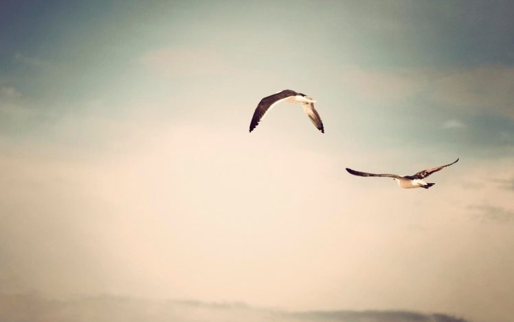 flying, Birds, Grayscale, Seagulls, Skyscapes HD Wallpaper Desktop Background