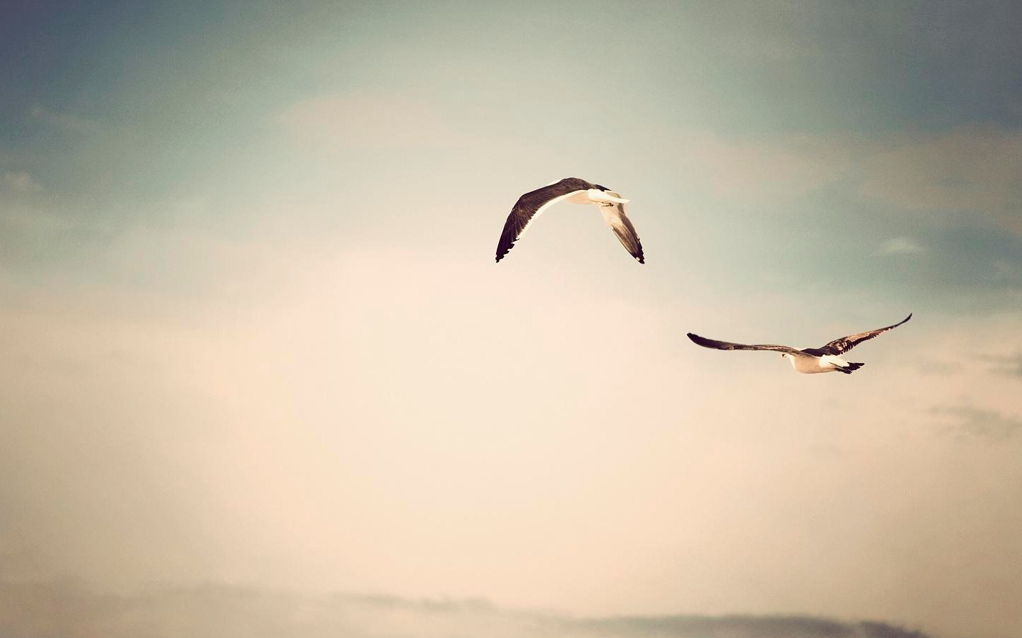 flying, Birds, Grayscale, Seagulls, Skyscapes Wallpaper