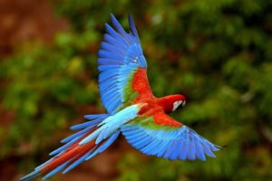 birds, Animals, Parrots, Scarlet, Macaws