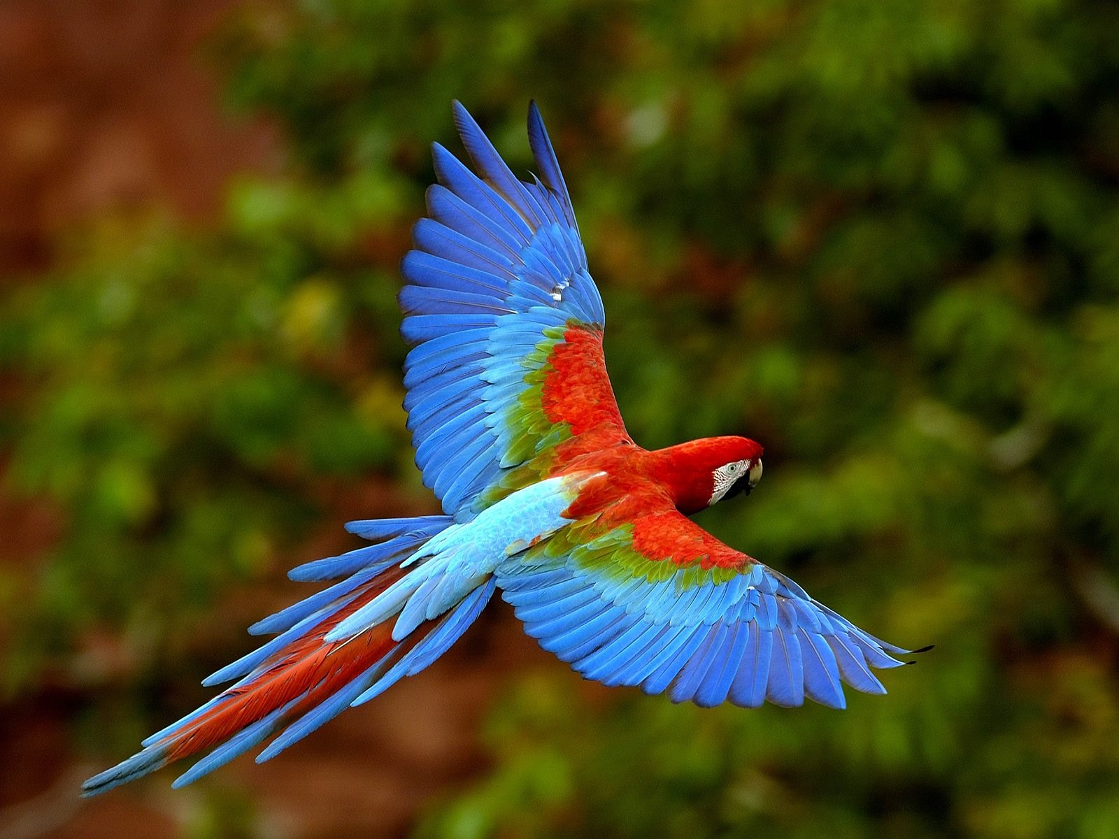birds, Animals, Parrots, Scarlet, Macaws Wallpaper