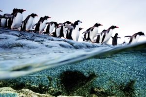 penguins, Animals, Birds, Ocean, Sea, Underwater, Swim, Water, Photography, Shore, Coast, Beaches, Snow, Cold, Nature