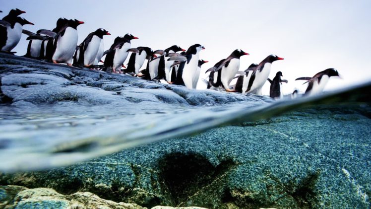 penguins, Animals, Birds, Ocean, Sea, Underwater, Swim, Water, Photography, Shore, Coast, Beaches, Snow, Cold, Nature HD Wallpaper Desktop Background