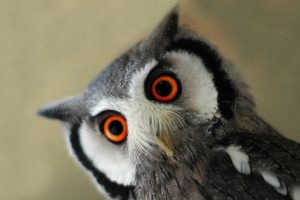northern, White, Faced, Scops, Owl