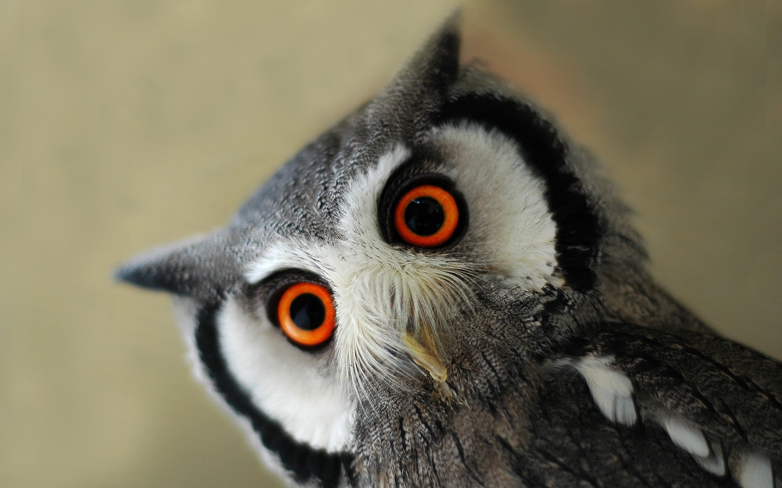 northern, White, Faced, Scops, Owl Wallpaper