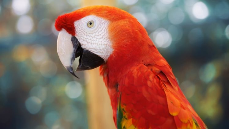 animals, Birds, Parrots, Tropical, Jungle, Face, Eyes, Color, Feather ...