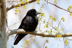 animals, Birds, Feathers, Crow, Raven, Black, Trees, Leaves