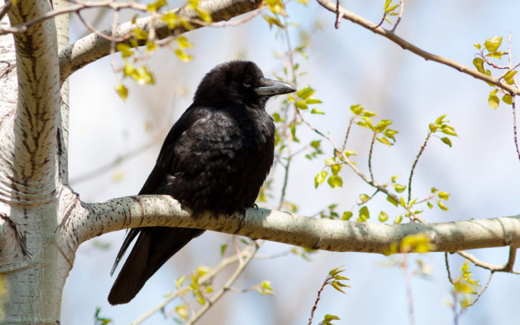 animals, Birds, Feathers, Crow, Raven, Black, Trees, Leaves HD Wallpaper Desktop Background