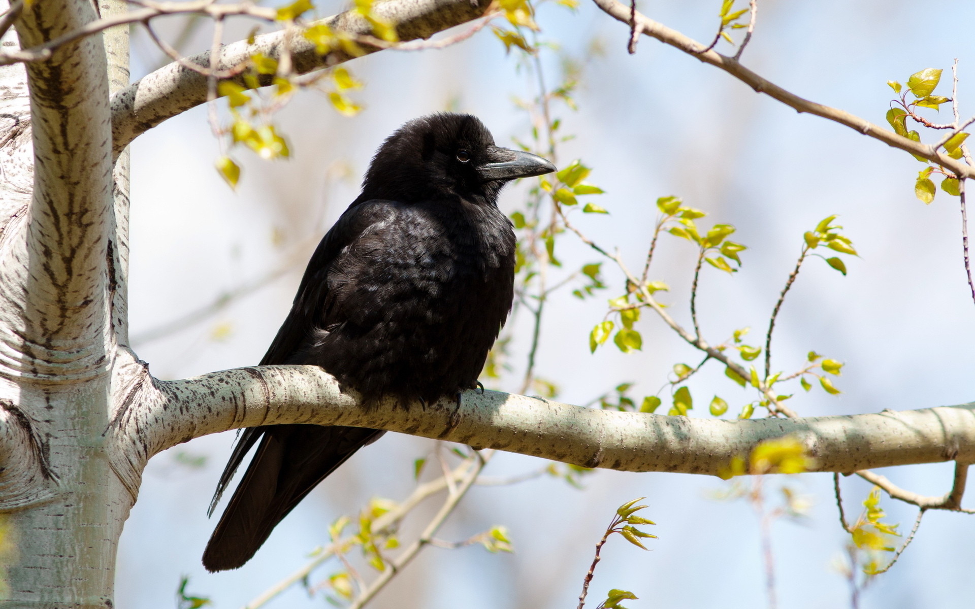 animals, Birds, Feathers, Crow, Raven, Black, Trees, Leaves Wallpaper