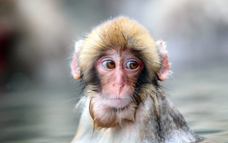 animals, Monkeys, Water, Pool, Cute, Face, Eyes HD Wallpaper Desktop Background