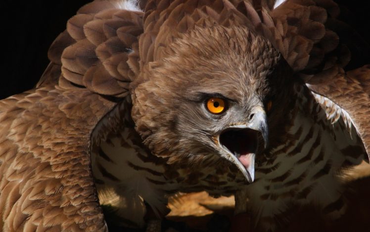 animals, Birds, Hawks, Eyes, Predator, Wildlife, Raptor HD Wallpaper Desktop Background
