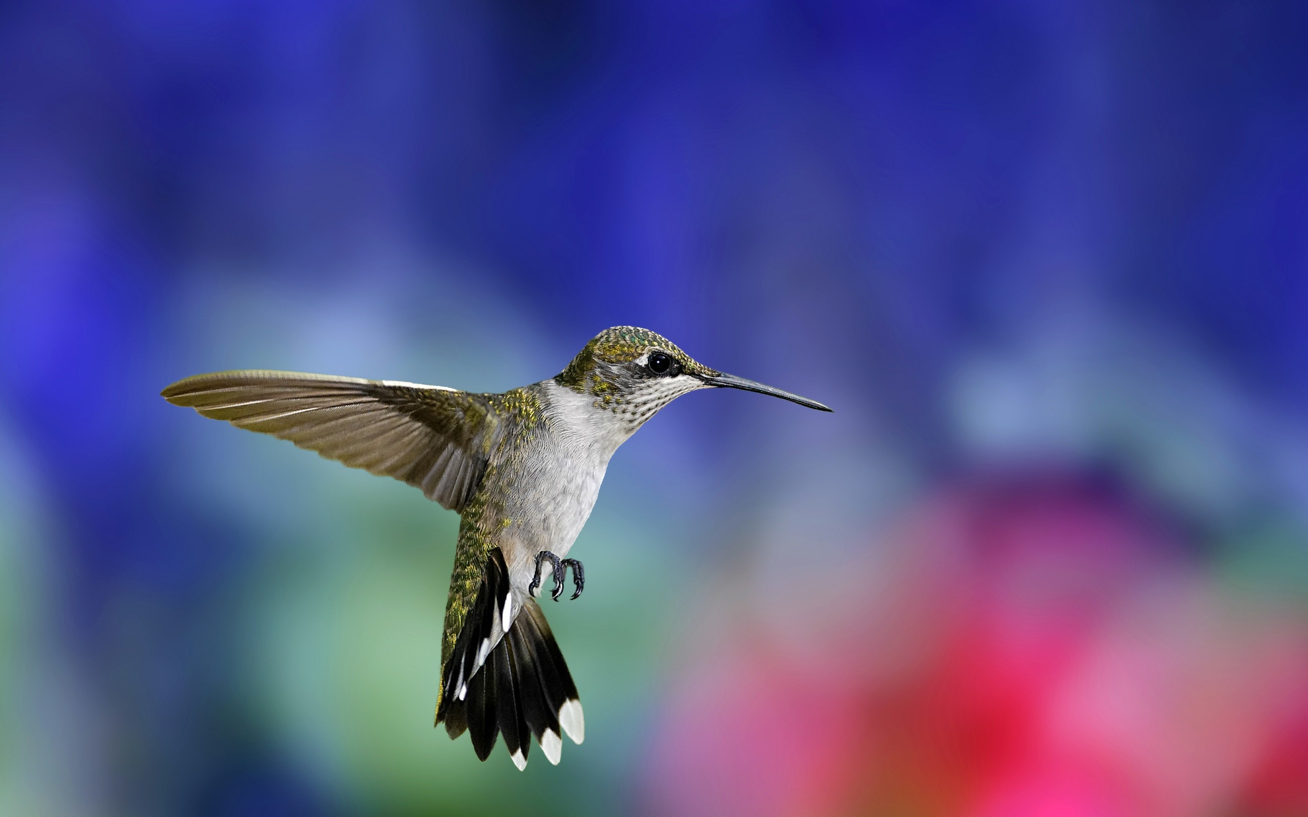 flying, Hummingbird Wallpaper