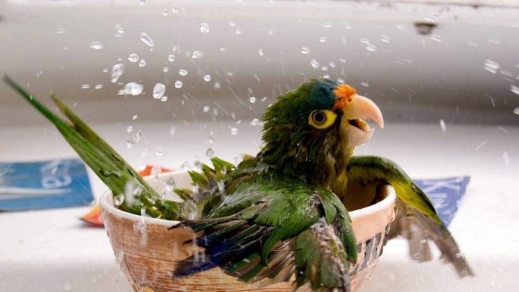 animals, Birds, Parrots, Wings, Splash, Drops, Water, Yes, Fun, Happy, Humor, Funny HD Wallpaper Desktop Background
