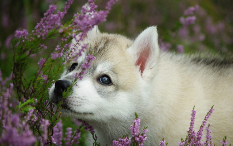 animals, Dogs, Babies, Puppy, Cute, Eyes, Flowers HD Wallpaper Desktop Background
