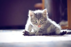 cutest, Kitten