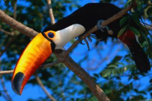 animals, Birds, Color, Parrot, Toucan, Trees, Eyes, Pov