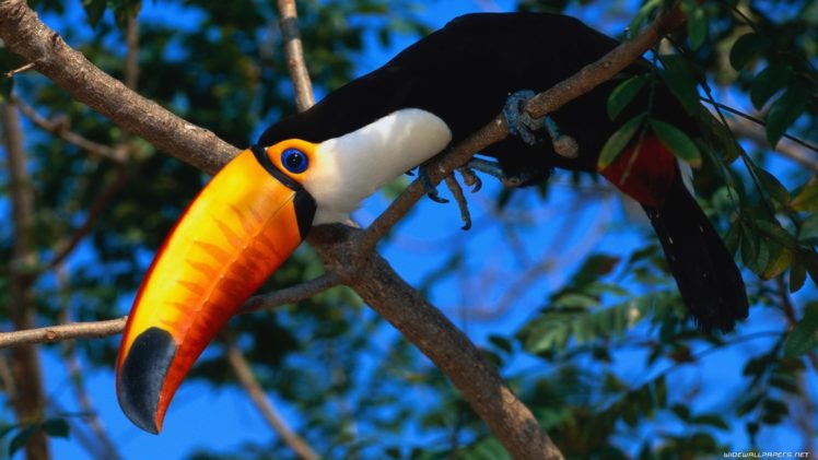 animals, Birds, Color, Parrot, Toucan, Trees, Eyes, Pov HD Wallpaper Desktop Background