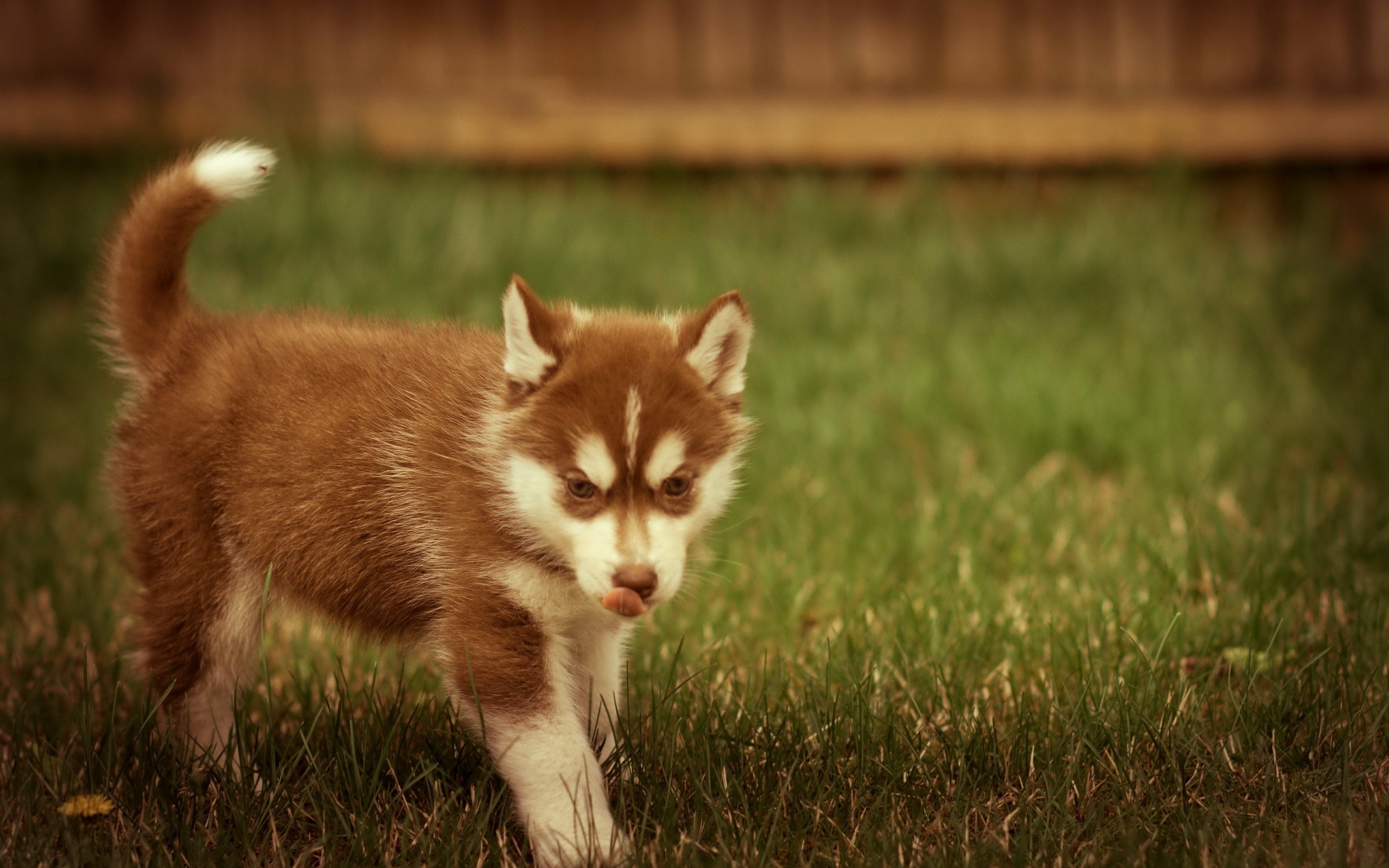 puppy, Walks, On, The, Grass Wallpaper