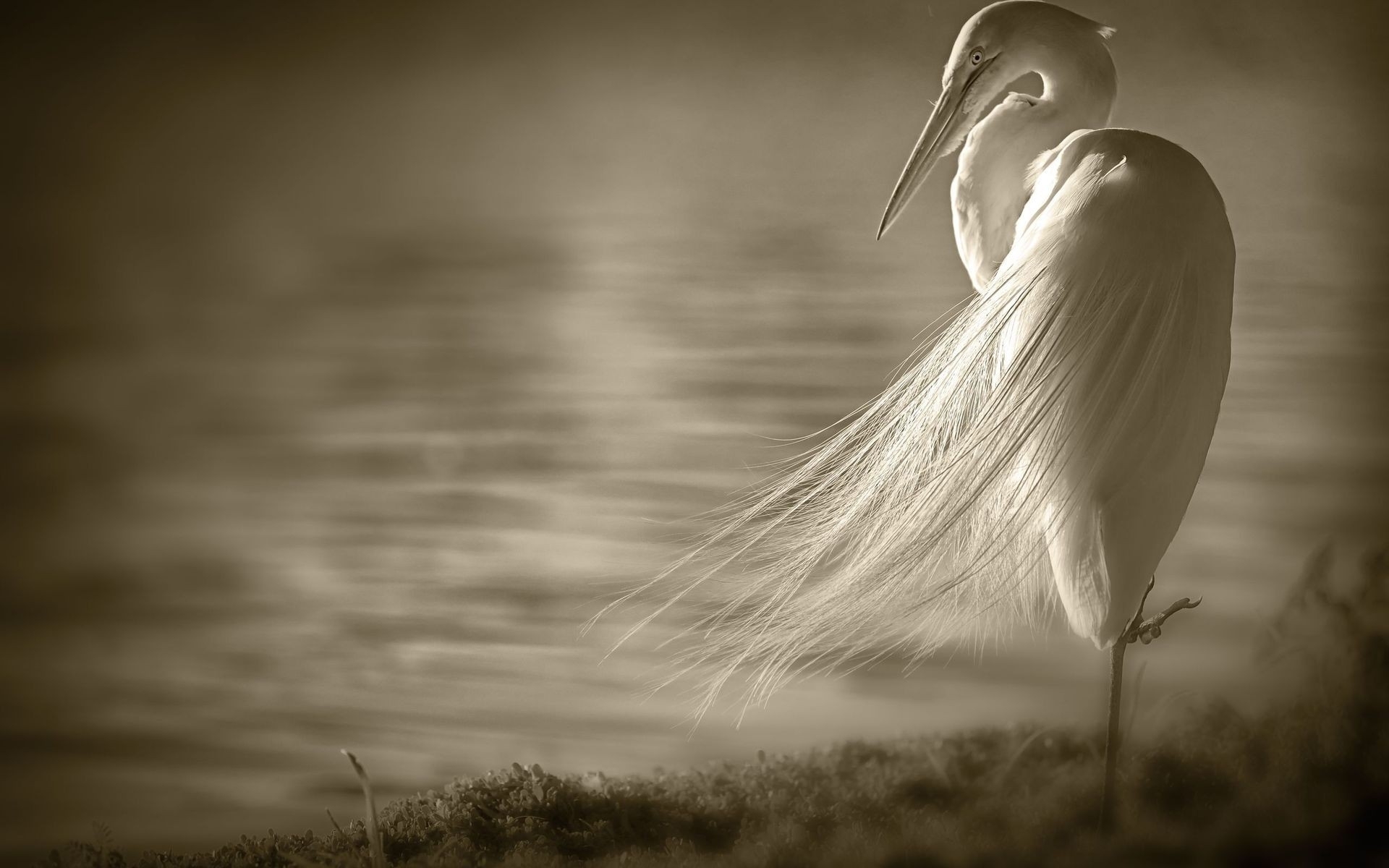 animals, Birds, Crane, Sepia, Water, Lakes Wallpaper