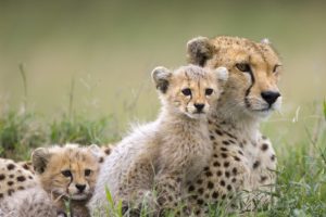 animals, Cheetahs, Cubs, Baby, Animals
