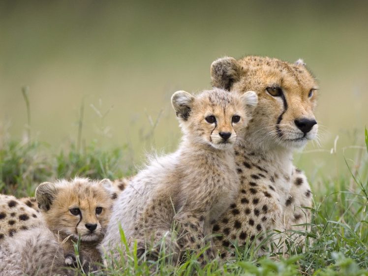 animals, Cheetahs, Cubs, Baby, Animals HD Wallpaper Desktop Background