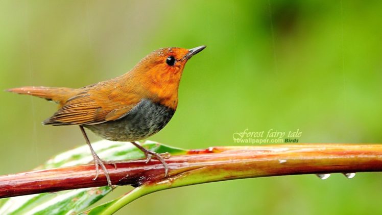 nature, Birds, Animals, Japanese, Branches, Robins HD Wallpaper Desktop Background