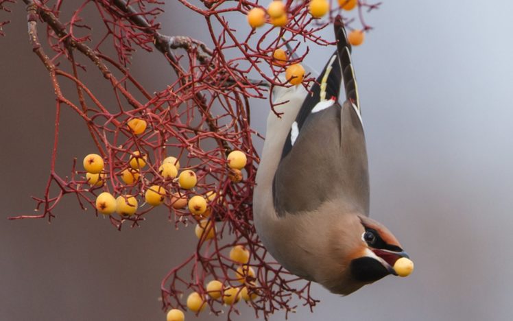animals, Birds, Nature, Wildlife, Berry, Branch HD Wallpaper Desktop Background