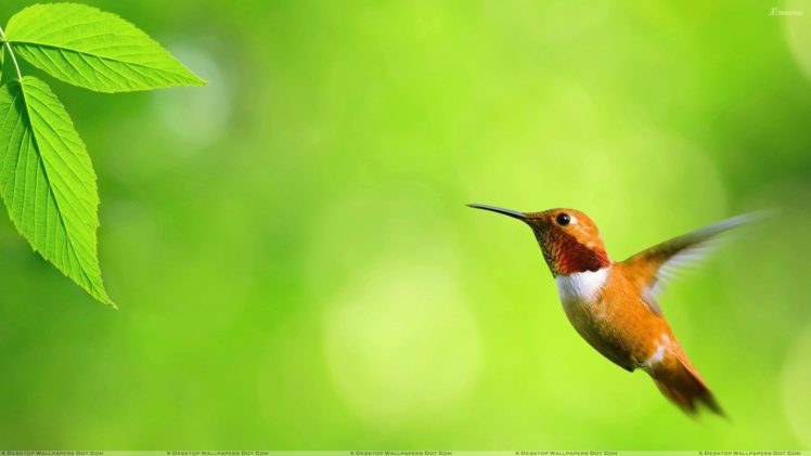 green, Nature, Flying, Birds, Leaves, Hummingbirds, Green, Background HD Wallpaper Desktop Background