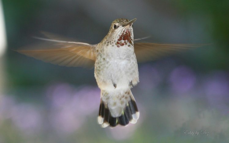 birds, Animals, Hummingbirds HD Wallpaper Desktop Background
