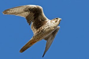 animals, Falcon, Bird